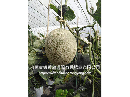 網(wǎng)紋瓜(日本品種)