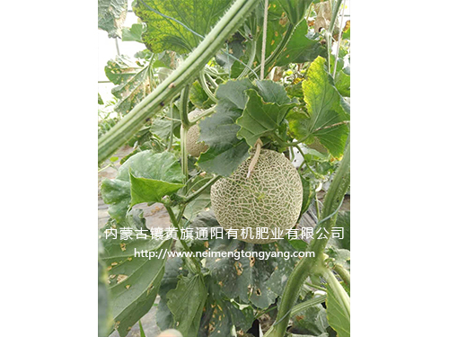 網(wǎng)紋瓜(日本品種)
