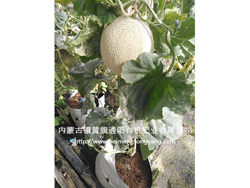 網(wǎng)紋瓜(日本品種)